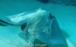 Southern stingray coming out of the sand. by Alex Klingen 